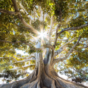 Arbre manifestation